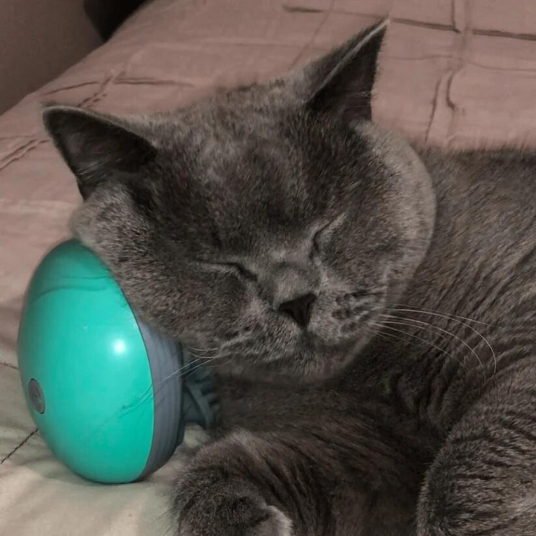 Pet Massager